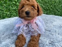 Toy poodle bebekler