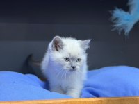 A kalite teslime hazır british shorthair yavrularımız