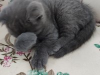 50 günlük yavru british shorthair (erkek)