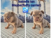 A Kalite French bulldog yavrular
