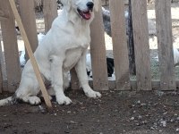 Orjinal Safkan White Golden Retriever