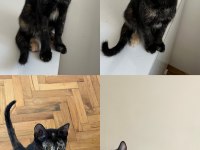 Bu uysal yavru kediye acil yuva arıyoruz