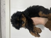 Fantom Maltipoo Nadir Renk