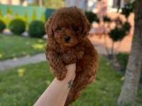 RED TOY POODLE YAVRULARI 
