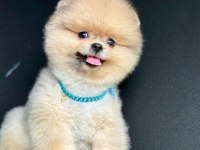 Safkan Pomeranian Boo Bebekler