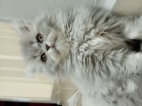 Oyuncu british longhair kızım yeni yuvasını arıyor
