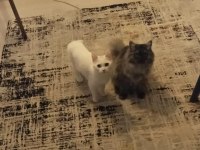 1 yaşında british longhair kızlar yeni yuvalarini ariyor