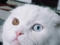NADİR BULUNAN ÇİFT RENK SCOTTİSH LONG HAİR