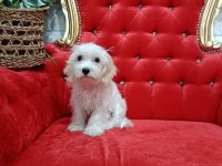 Erkek maltipoo