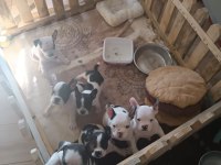 French Bulldog Yavrular Irk Sağlık Garantili