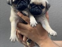 Uygun pug bebekler eğitimli