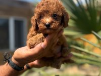 YASAL ÜRETİCİDEN SAFKAN TOY POODLE YAVRULARI