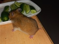 En nadir türden SYRİA HAMSTERLARI