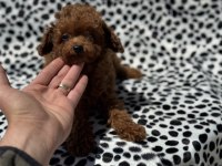 Petmode köpek çiftliğinden tea cup kore poodle