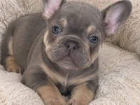 Oyuncu french bulldog bebekler