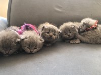 Dişi Tombul Scottish Fold Yavrular