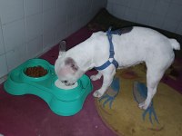 French bulldog köpeğimiz