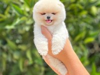 Pomeranian pati ver sizler icin burada