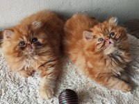 Safkan Portakal Renginde Oyuncu Dişi ve Erkek İran Kediler