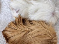 Safkan Tek Renk Peruvian Guinea Pig Bebek