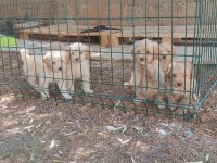 Sağlık ve ırk garantili maltipoo yavrular