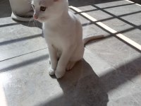 3 aylık erkek ankara kedisi yavru
