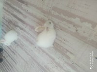 2 Tavşan 1 Erkek Ve 1 Dişi