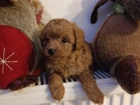 Toy poodle kendi köpeğim