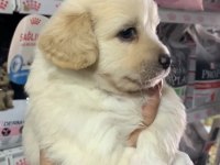 2 Aylık Terrier