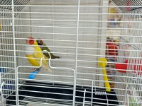 Goldin finch