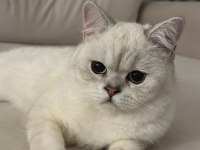 Mavi Gözlü British Shorthair Kedimiz Yuva Arıyor