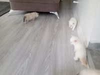 BEYAZ SAFKAN BRİTİSH YAVRULAR
