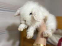1 aylık hollanda lop tavşanı