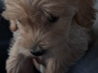 3 AYLIK MALTİPOO