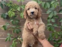 Poodle ayarında maltipoo bebekler