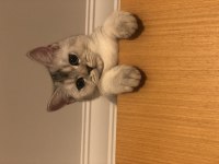 British shorthair anne oğul