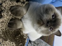 British shorthair blue point erkek kedimiz