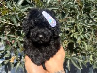 Korean Siyah Poodle Yavru Köpeklerimiz