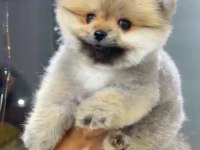 ORANGE DİŞİ POMERANİAN BOO