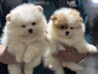 Ankranın en seçkin teddy face pomeranian yavruları