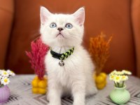 A kalite british shorthair yavrular