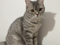 British shorthair kızıma yeni yuva arıyorum