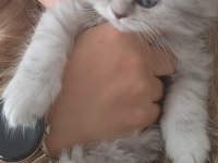British longhair