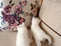 Şecereli british shorthair
