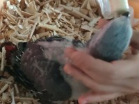 Jumbo boy jako papağanı geni yuvasını arıyor