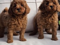 Eğitilebilir Toy Poodle Yavruları ile Evinize Neşe Katın