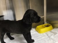 3 aylık erkek yavru cane corso