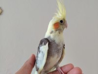 Bebek sultan papağanı