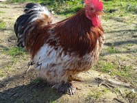KULUÇKALIK SÜS TAVUĞU YUMURTASI