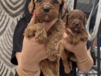Ufacık koyu renk maltipoo yavrularım